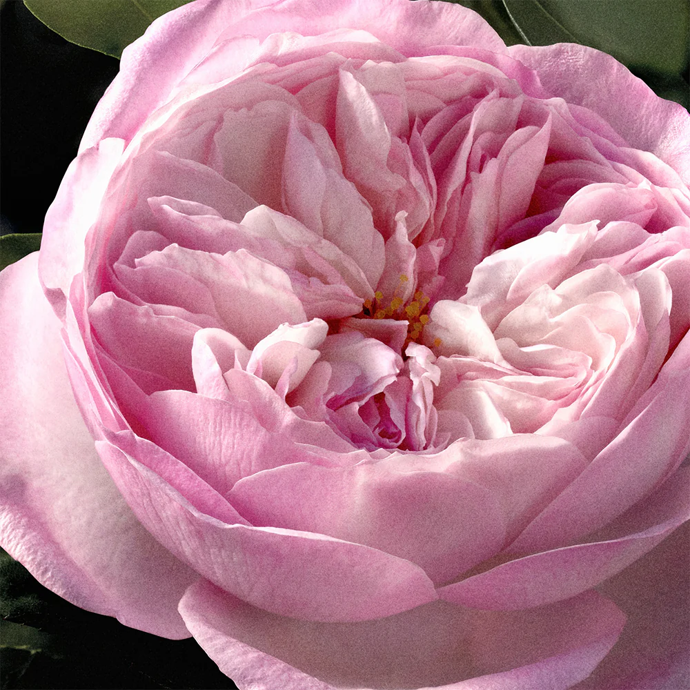 Chloé Rose Naturelle Intense Eau de parfum - Image 14