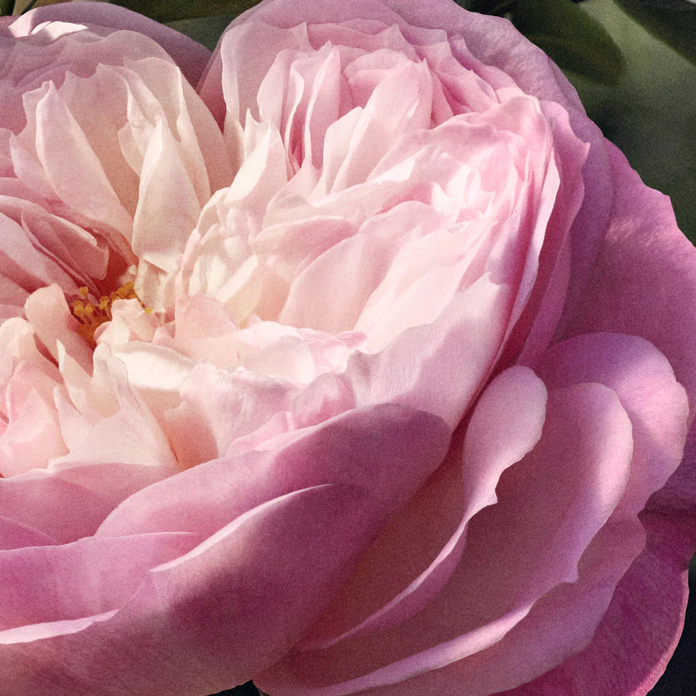Chloé Rose Naturelle Eau de parfum Ricarica - Image 5