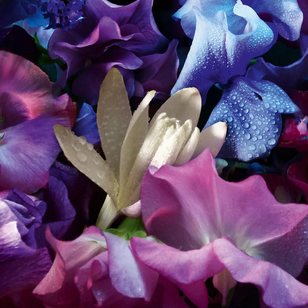Guerlain Absolus Allegoria Florabloom Eau de Parfum - Image 2