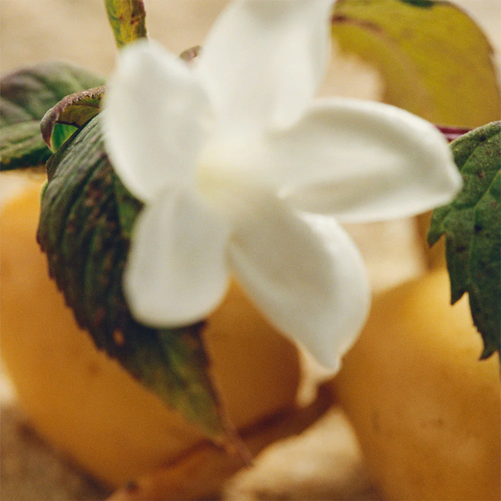 Jasmin Naturel Intense Eau de parfum - Image 11