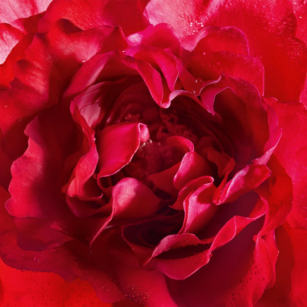 Mon Guerlain Bloom of Rose Eau de Parfum - Image 4